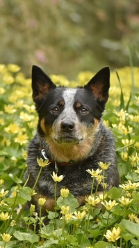 Australian cattle dog w żółtych kwiatach