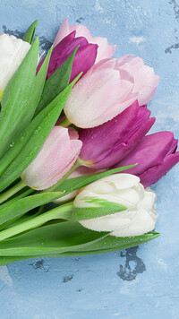 Białe i fioletowe tulipany na niebieskim tle