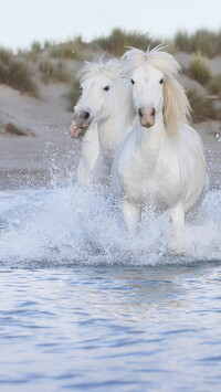 Białe konie w wodzie