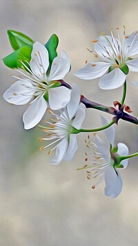 Białe kwiaty drzewa owocowego