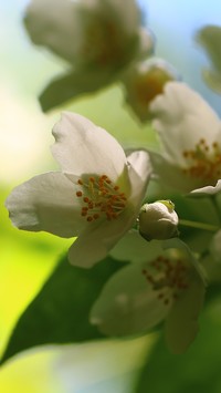 Biały kwiat jaśminu