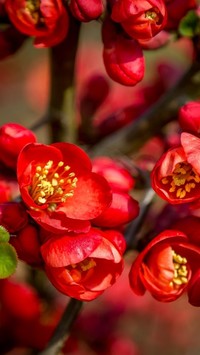 Czerwone kwiaty pigwy