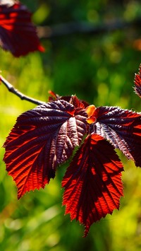 Czerwone liście leszczyny purpurowej