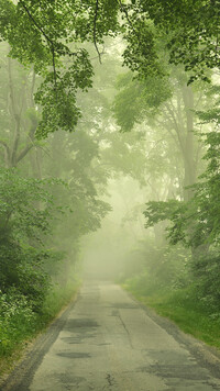 Droga przez las we mgle
