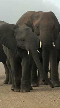 Dwa słonie