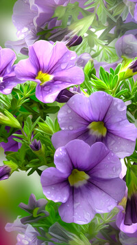 Grafika fioletowych petunii