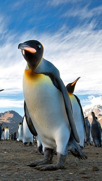 Gromada pingwinów w górach
