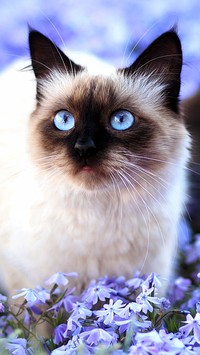 Kot z niebieskimi oczkami siedzi w kwiatach