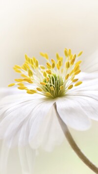 Kwiat białego zawilca gajowego