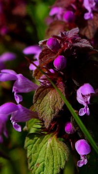 Kwiaty jasnoty purpurowej wychylające się spod liści