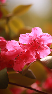 Kwiaty różowej azalii