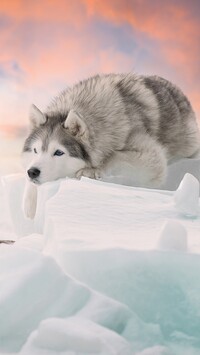 Leżący siberian husky na śniegu