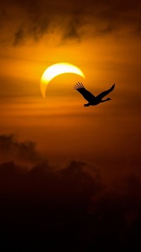 Lot ptaka o zachodzie słońca