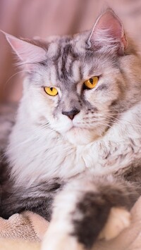 Maine coon