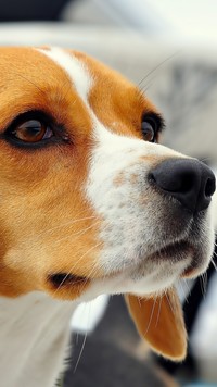 Mordka brązowo-białego beagle