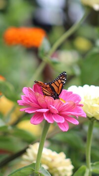 Motyl danaid wędrowny na kwiatku cyni