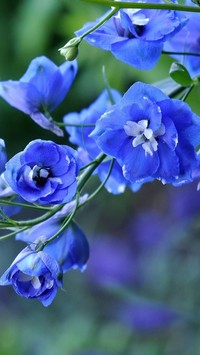 Niebieskie kwiatki ostróżki