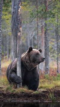 Niedźwiedź brunatny pod drzewem