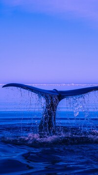 Ogon wieloryba