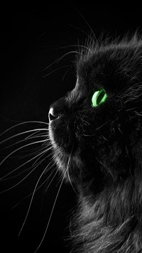Perski czarny kot