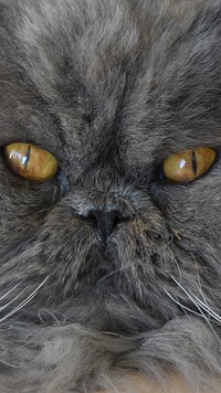 Perski kot o miodowych oczach