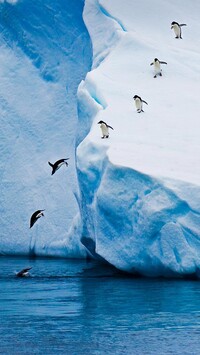 Pingwiny skaczące z góry lodowej
