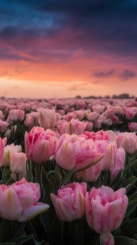 Pole różowych tulipanów