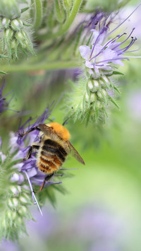 Pszczoła na kwiatach zbiera nektar