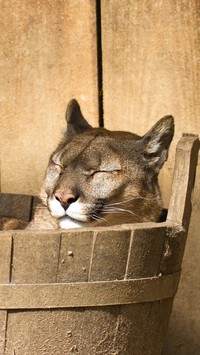 Puma śpiąca w drewnianym cebrze