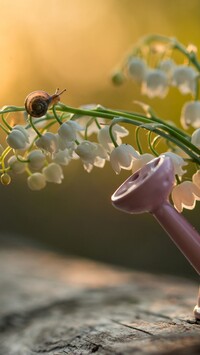 Ślimak na kwiatku konwalii