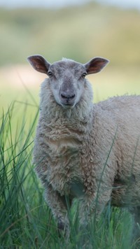 Zabłąkana owca w trawie