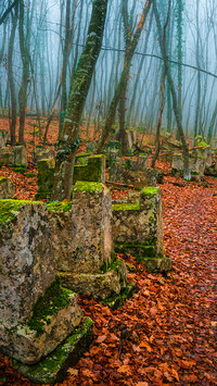 Zaniedbany cmentarz w lesie