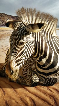 Zebra z irokezem