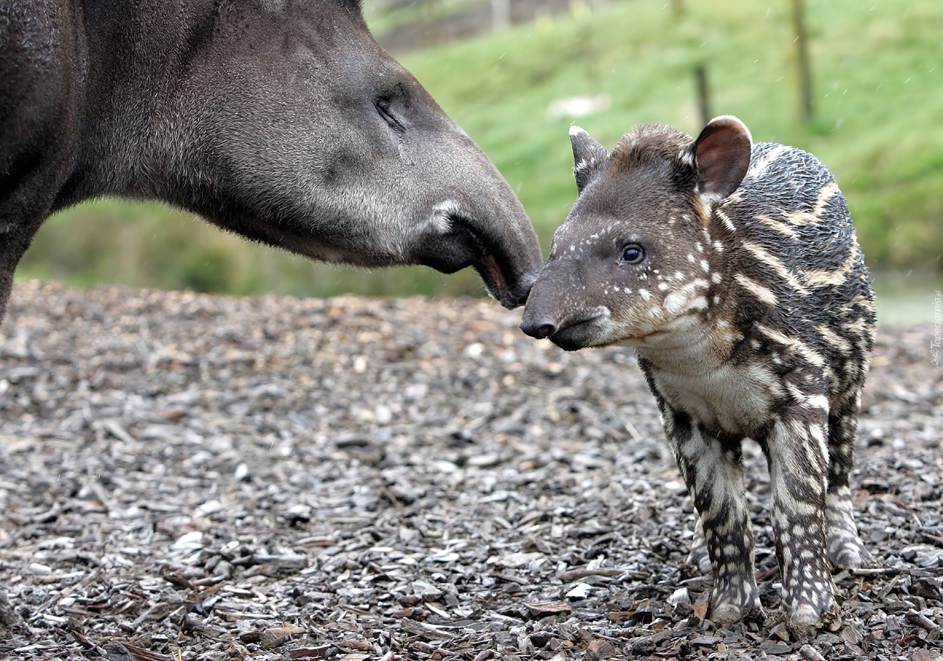 Tapir, Małe