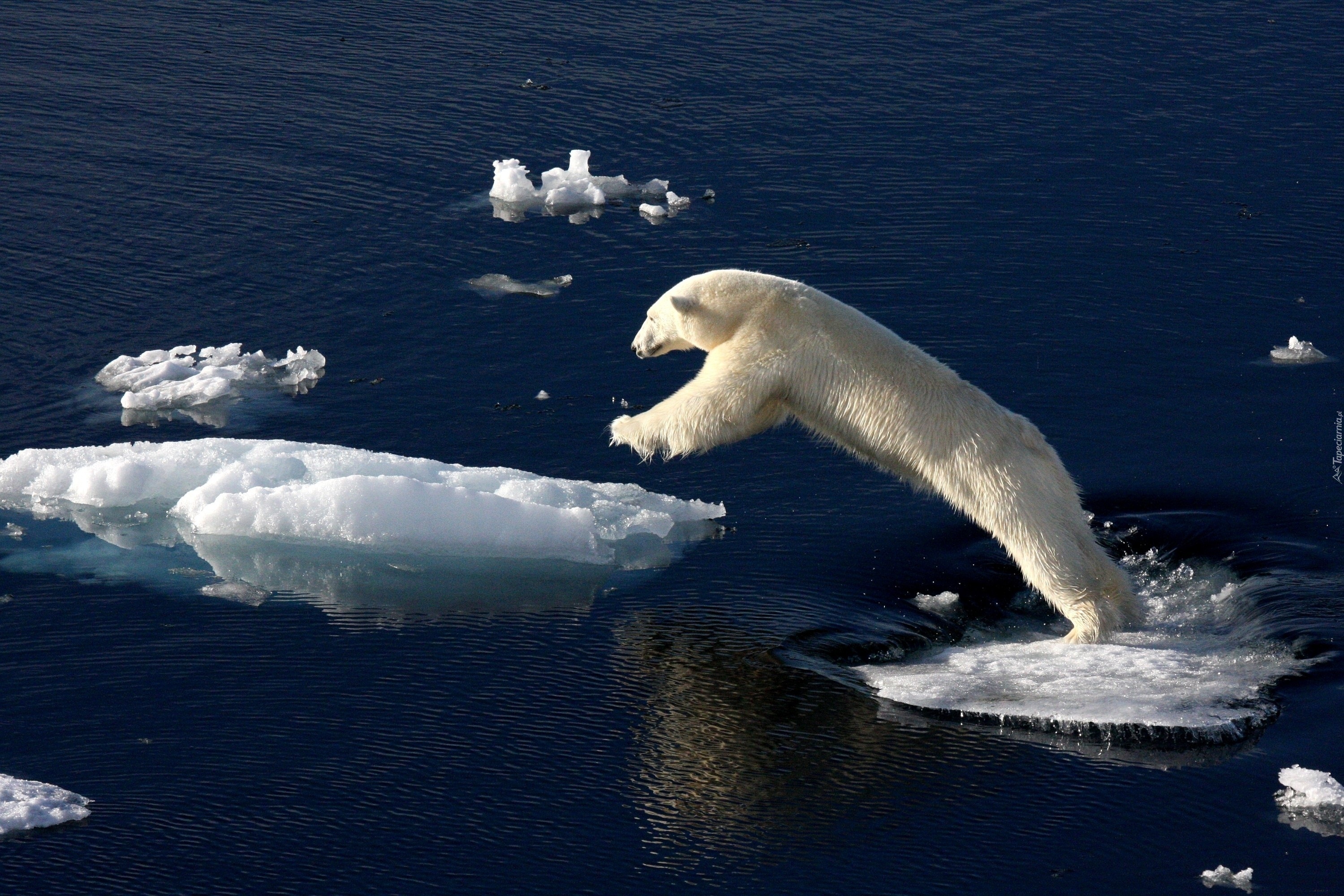 Белые медведи в антарктиде фото