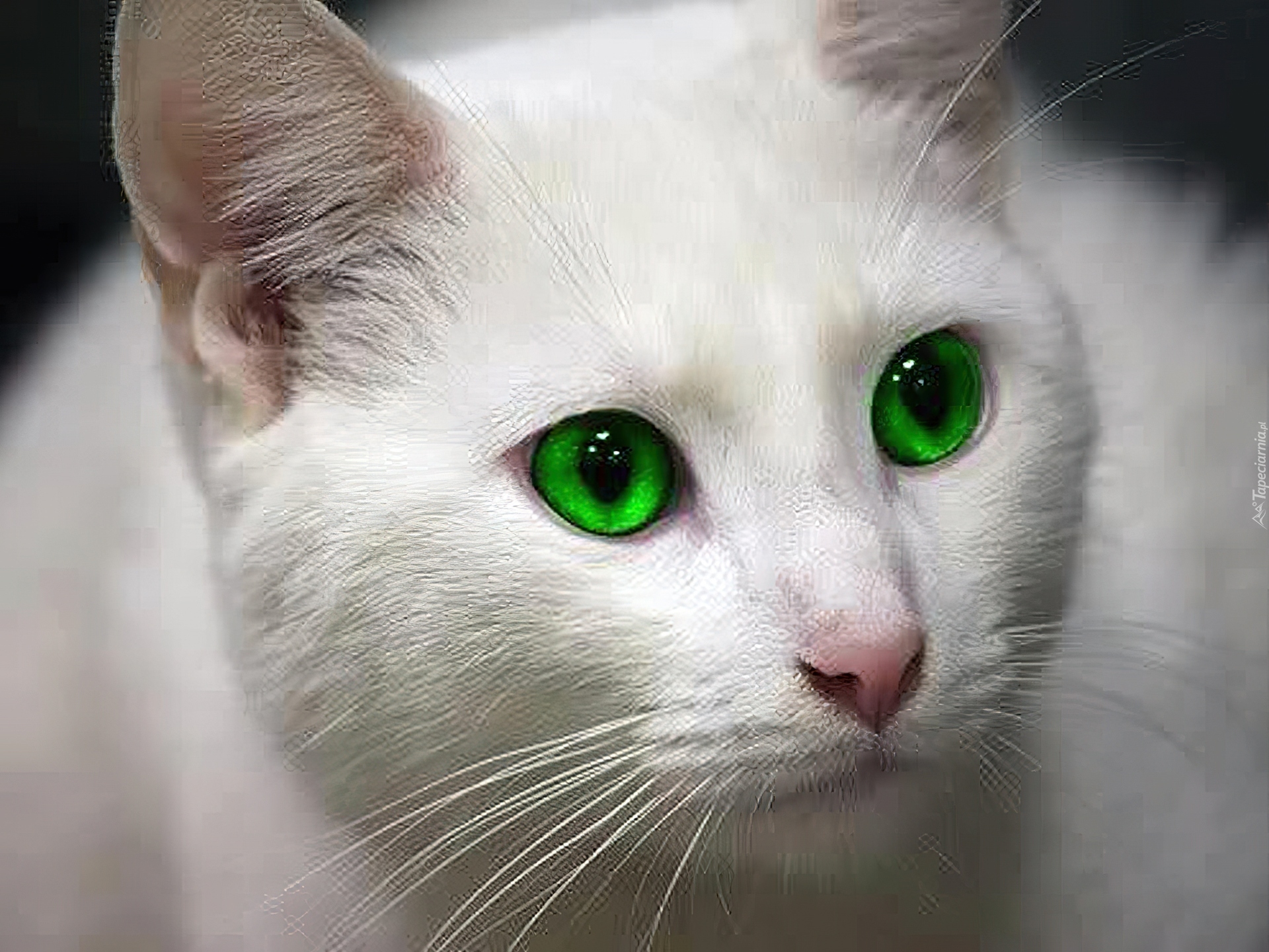 Коты с красивыми глазами фото