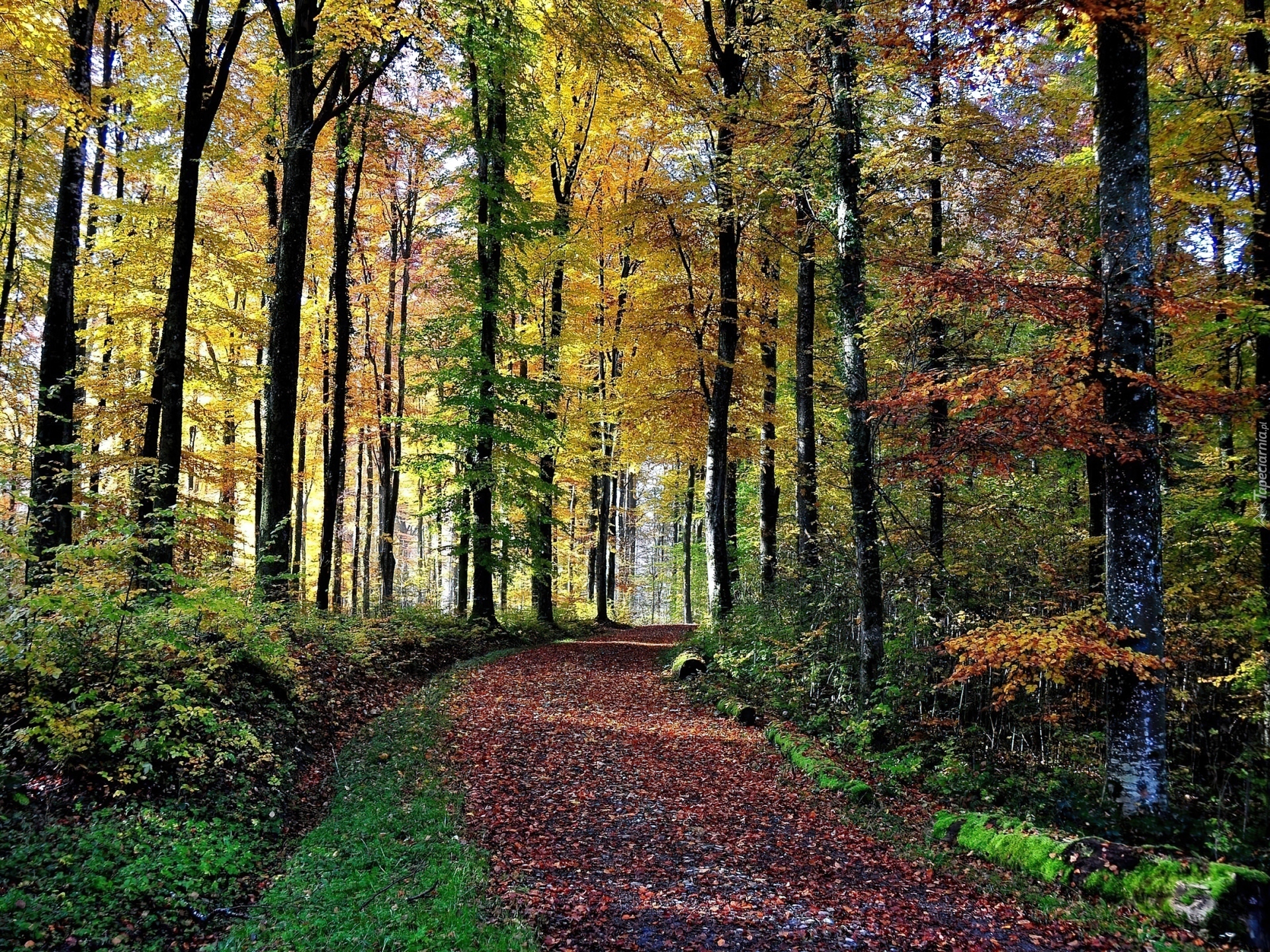Największa Wilgotność W Lesie Droga, W, Lesie, Jesień