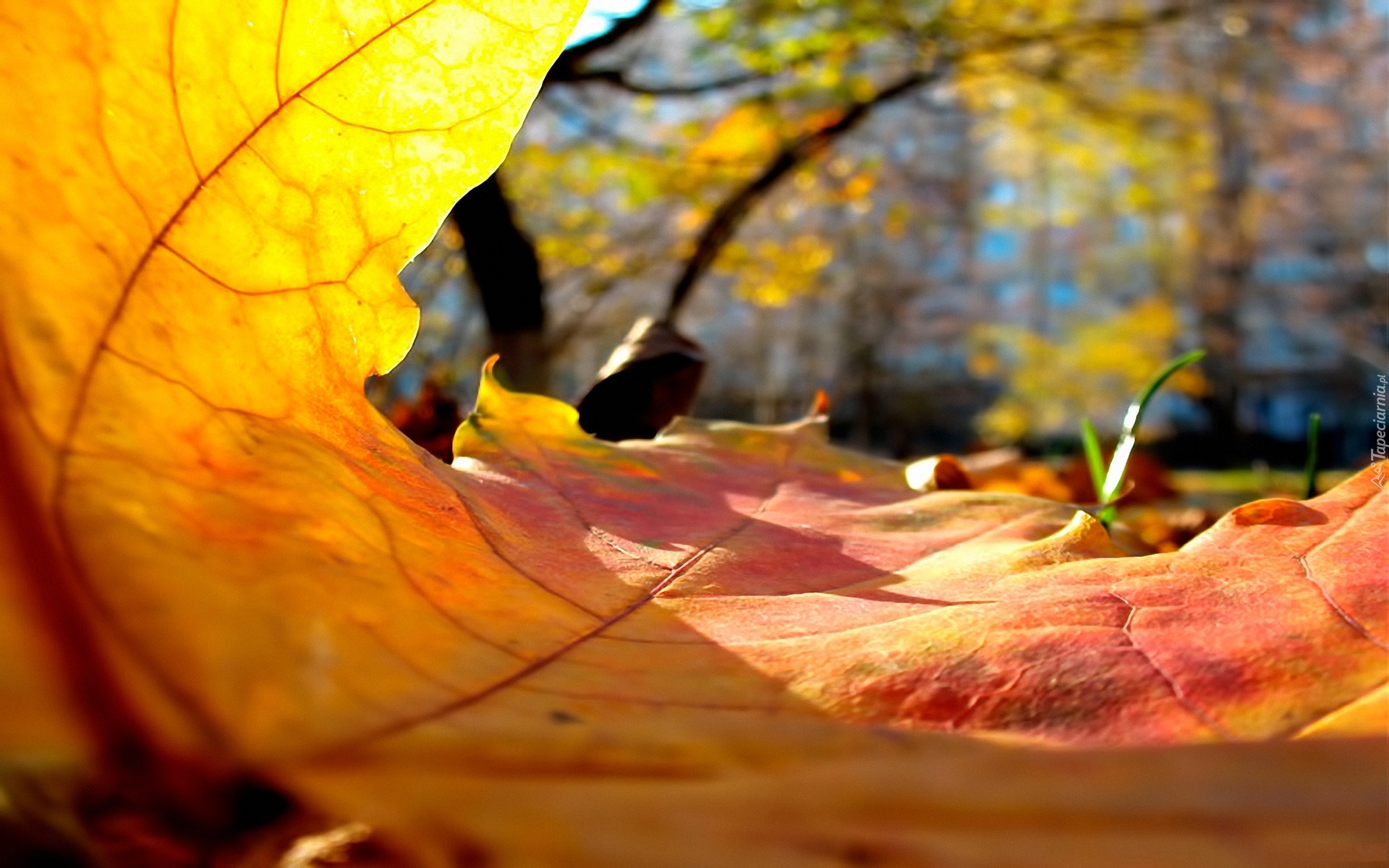 Осенние листья макро