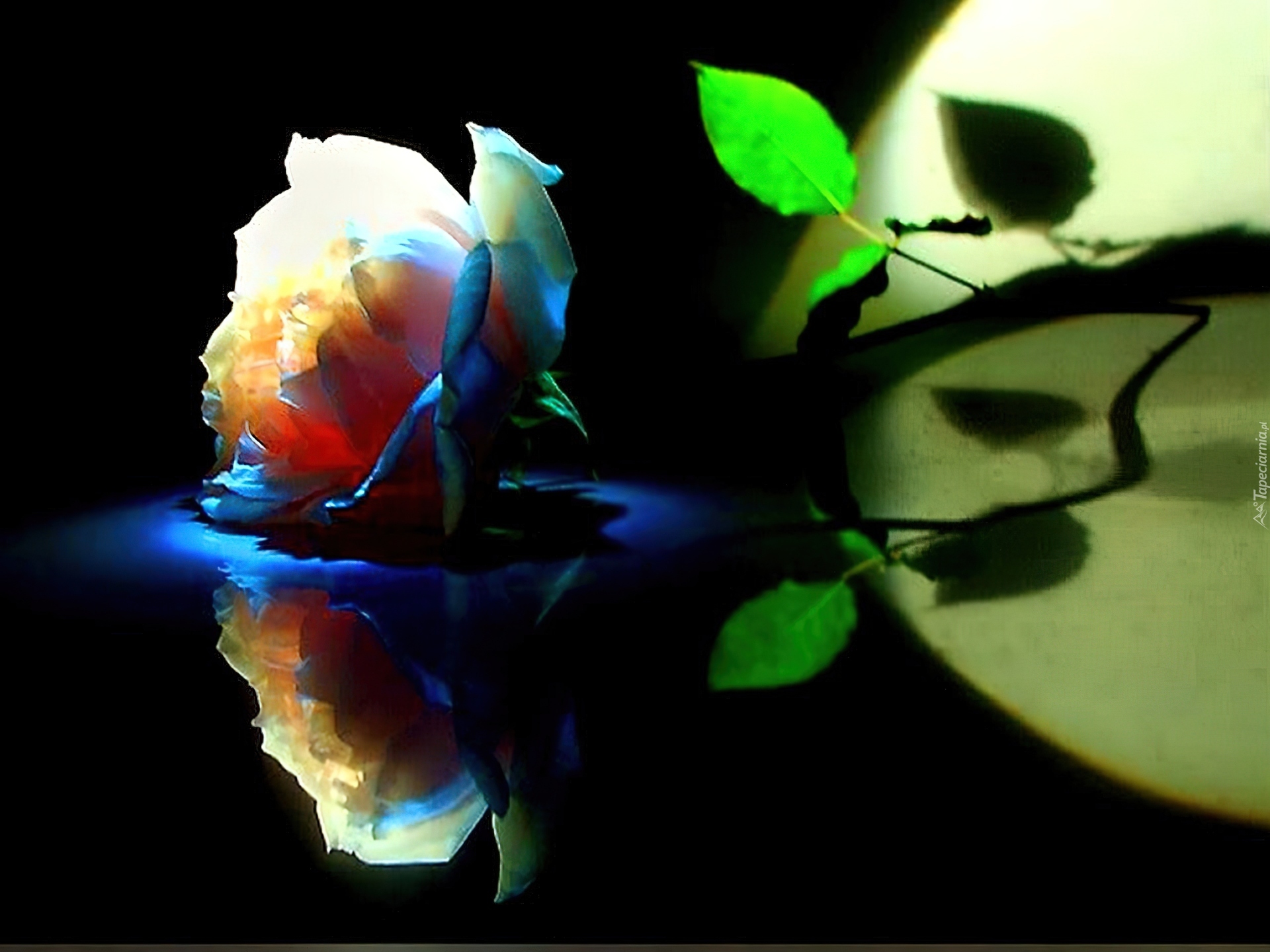 ночная роза фото