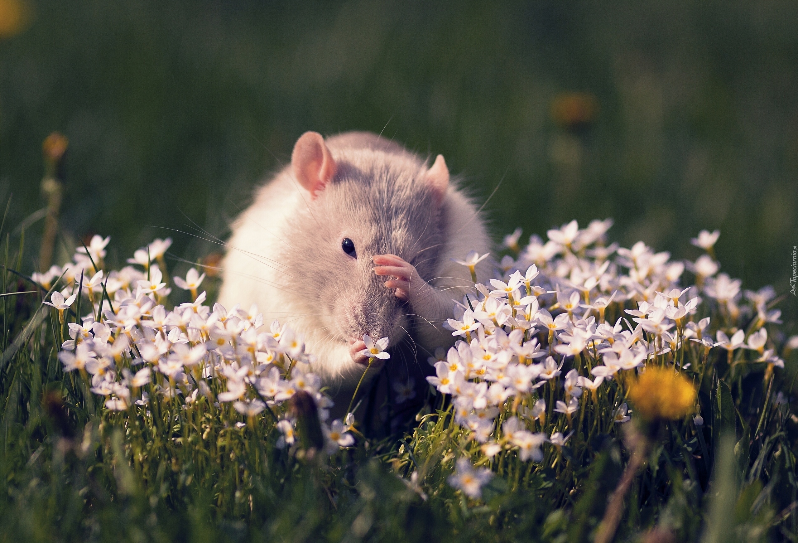 Kwiatki, Szczur