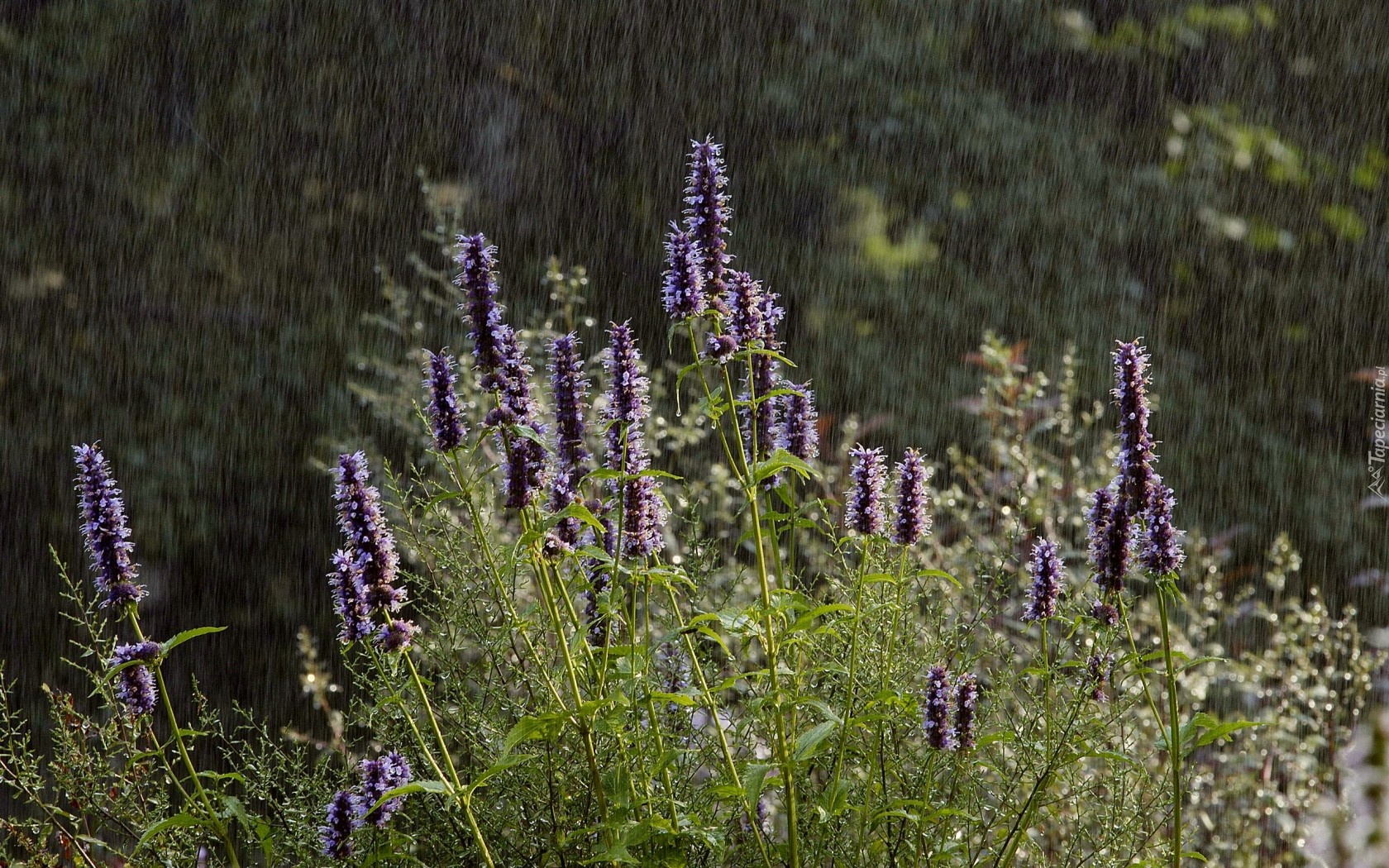 Polne, Kwiaty, Deszcz