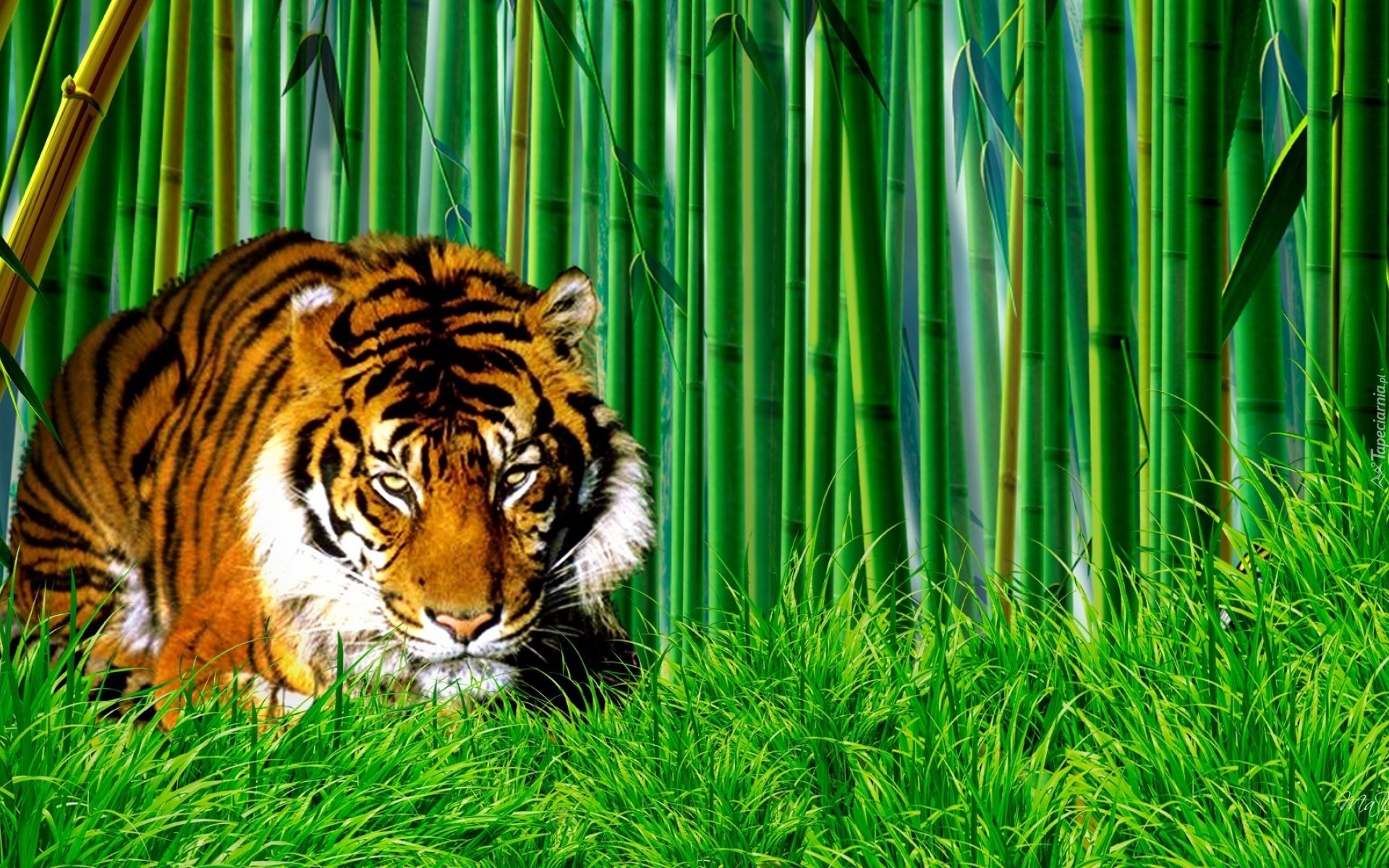 Tygrys, Bambus, Trawa