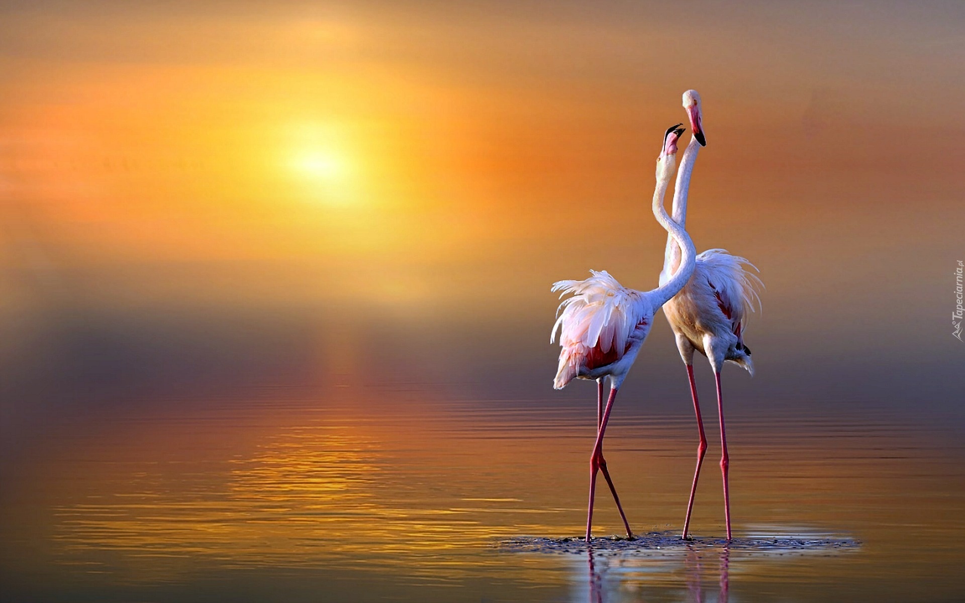 Wschód, Słońca, Flamingi