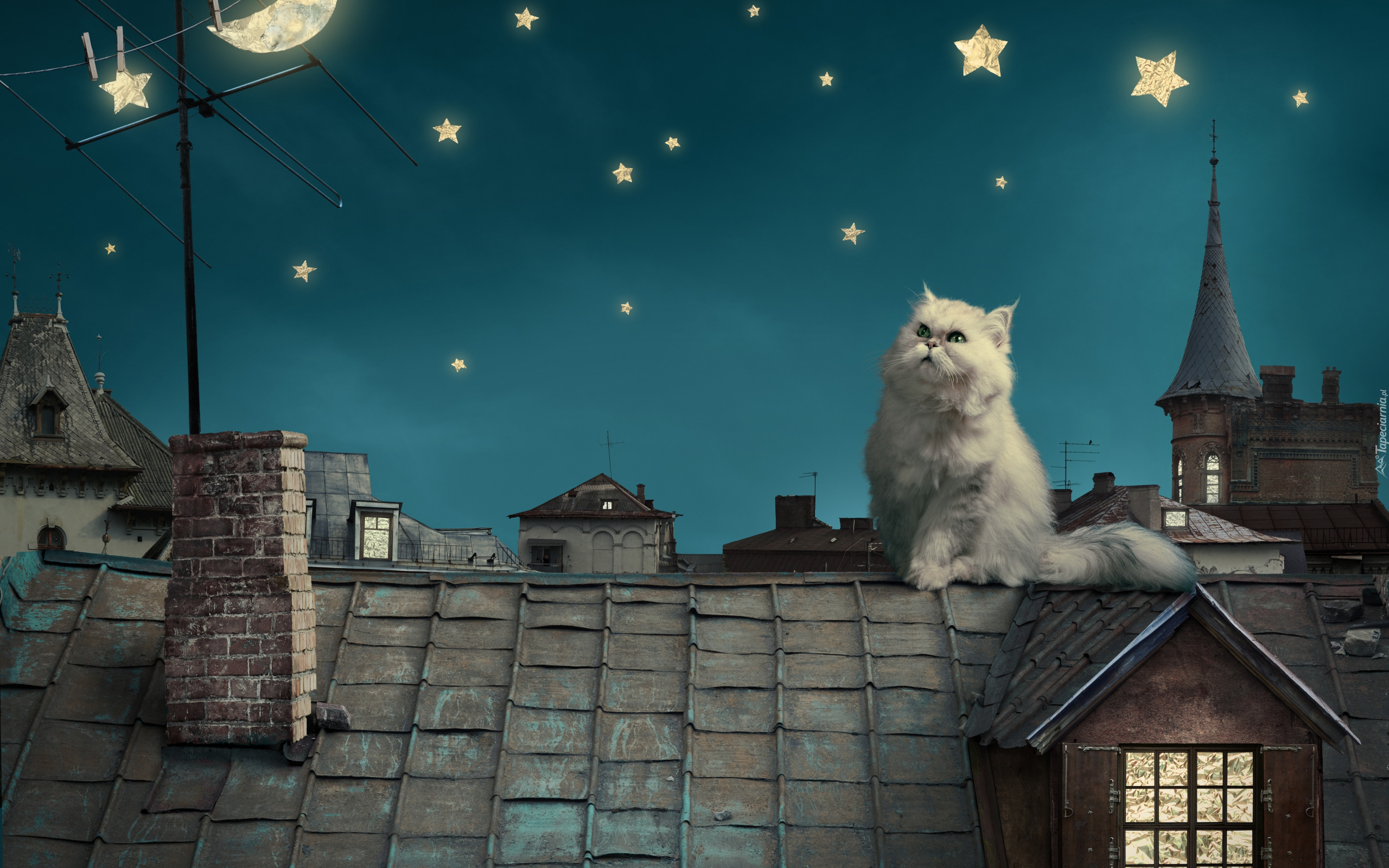 Kot perski, Noc, Gwiazdy