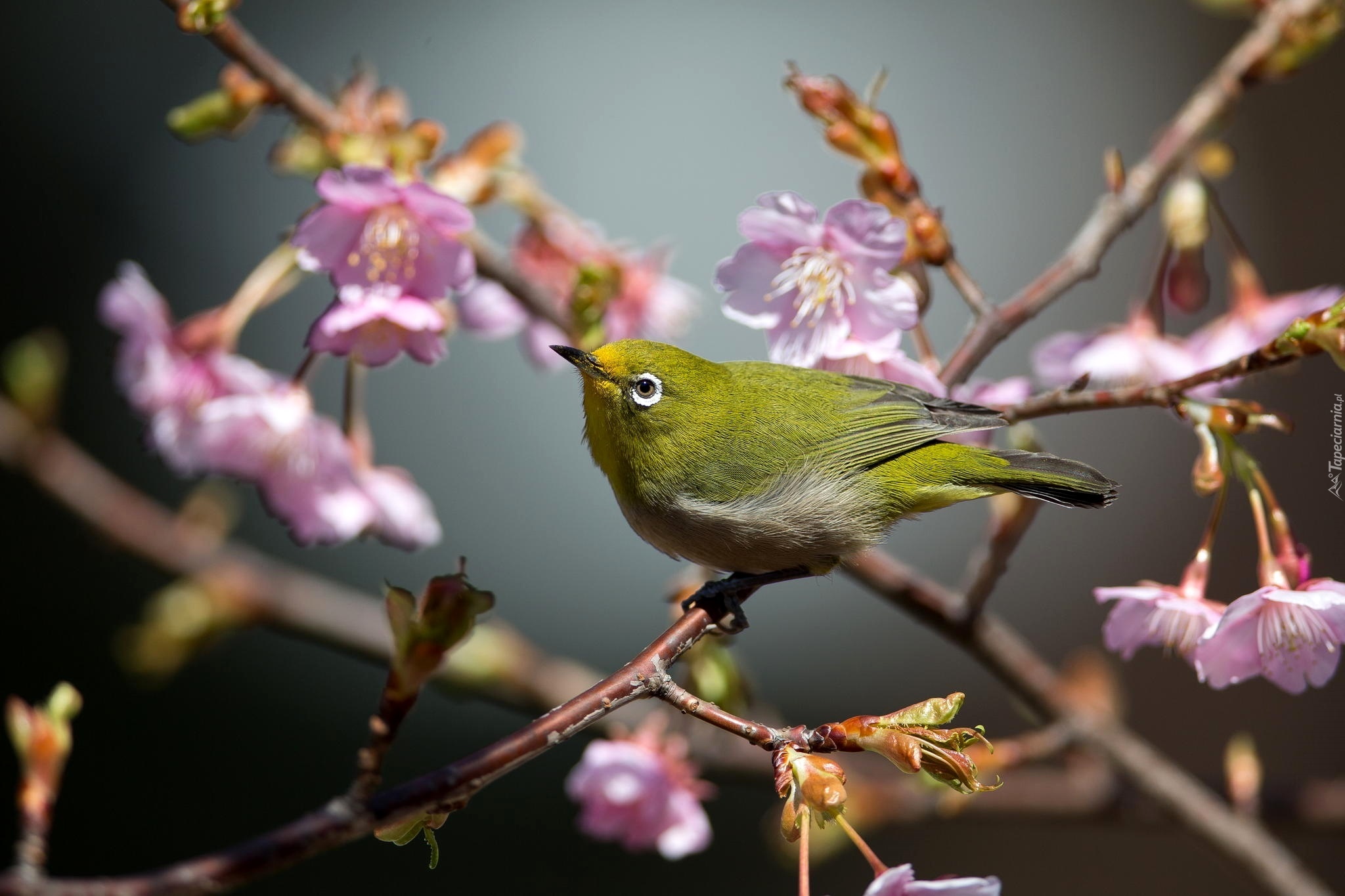 Весна апрель птицы