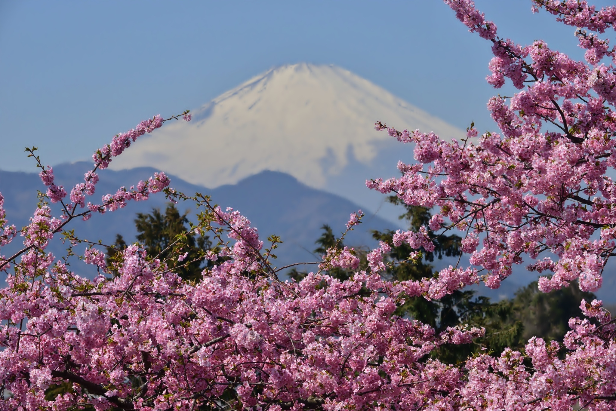 Góra, Fuji, Kwitnące, Gałązki, Japonia, Wulkan