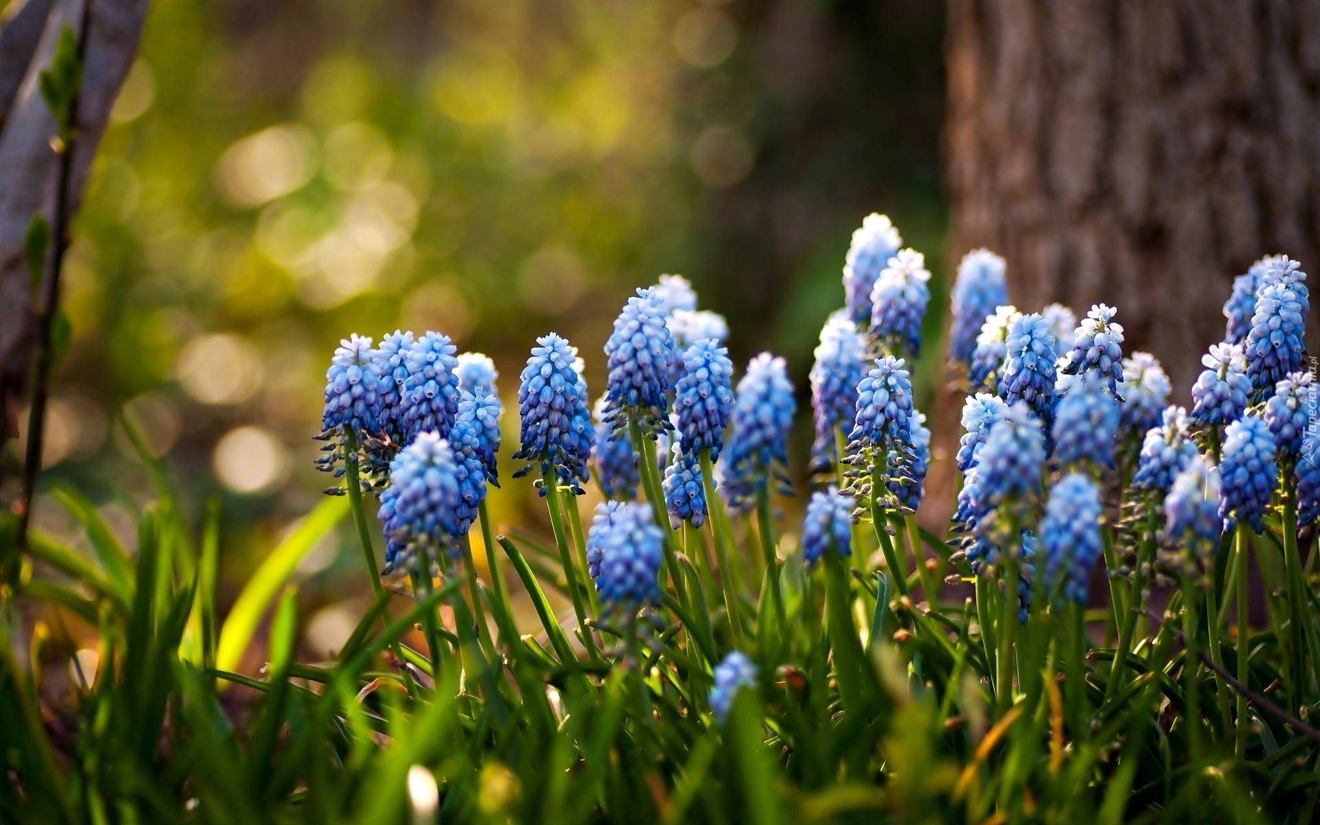 Голубые Весенние Цветы