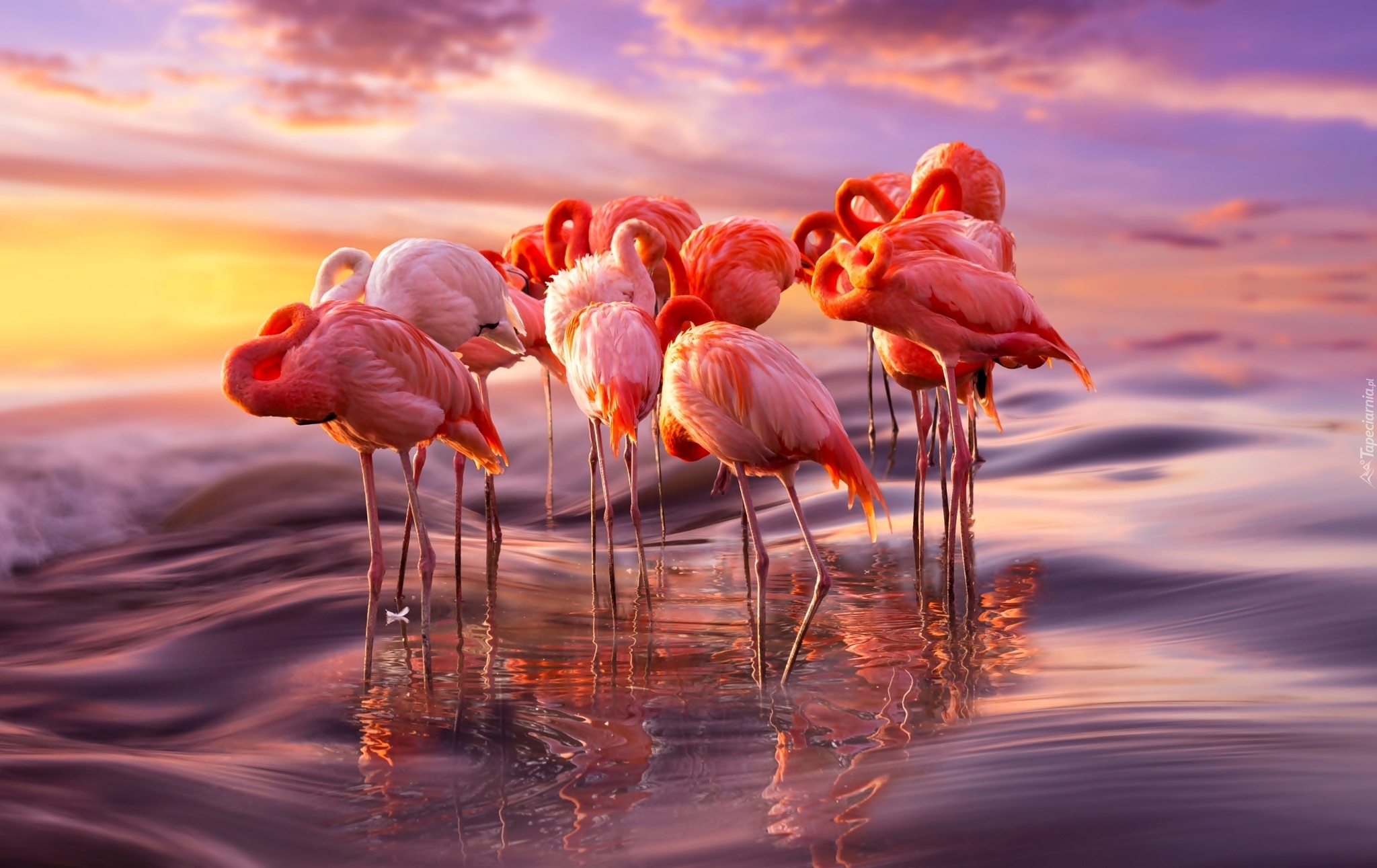 Flamingi, Morze, Wschód Słońca