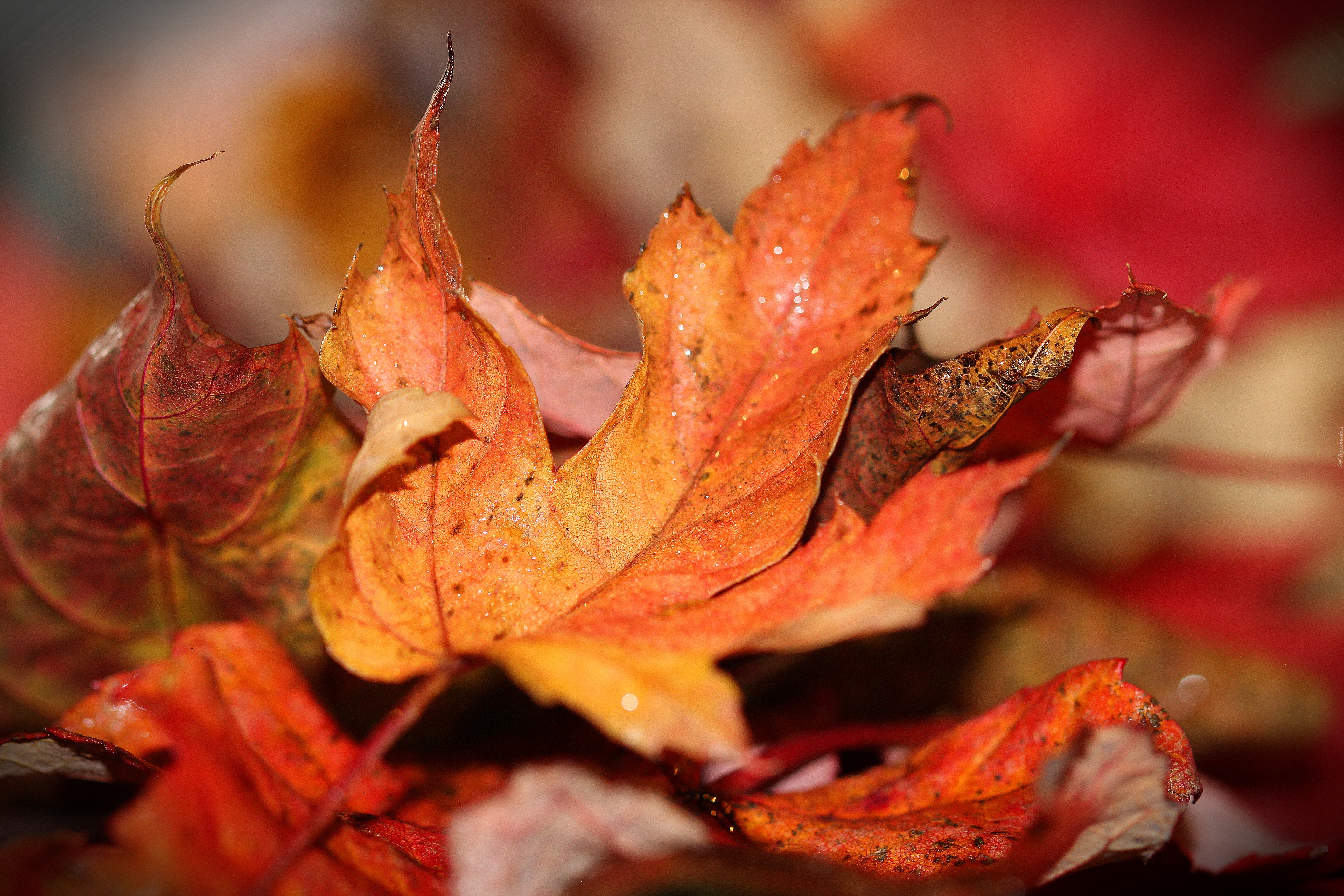 Осенние Листья Фото