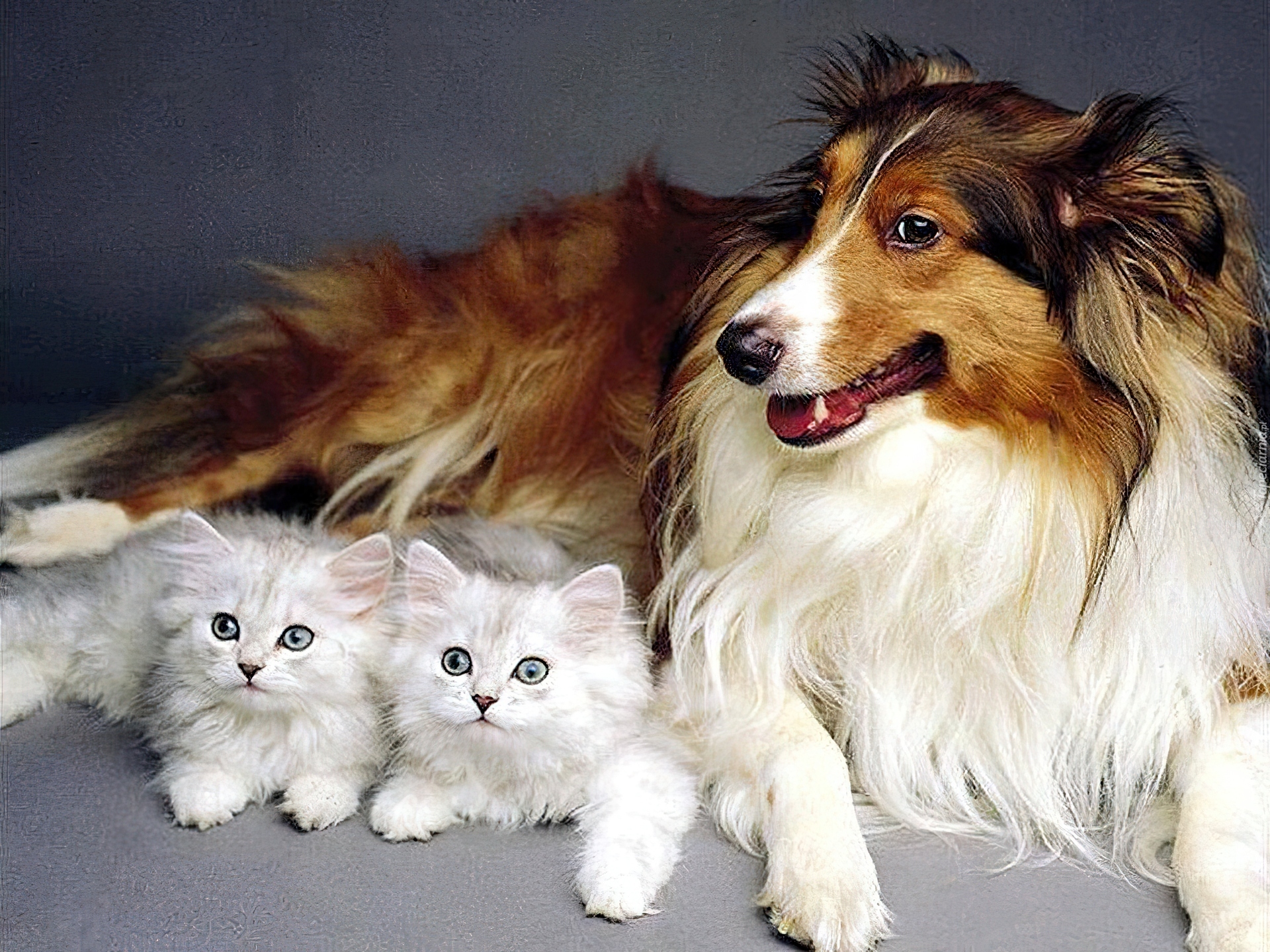 порода кошек и собак картинки
